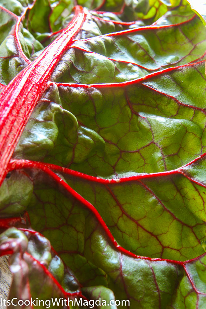 A Leaf of Swiss chard