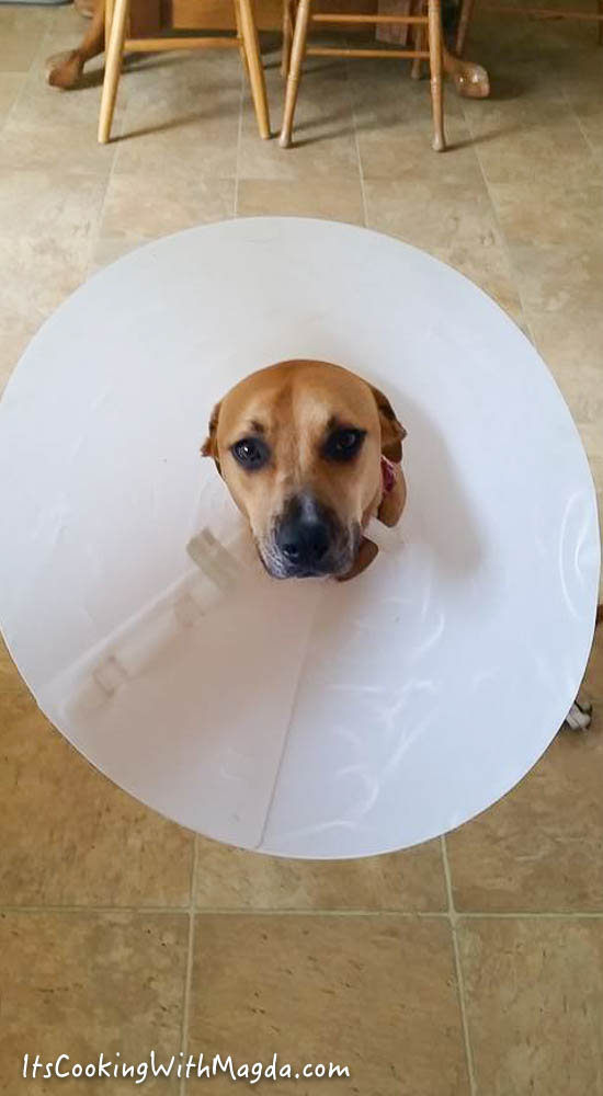 kona with her big surgery