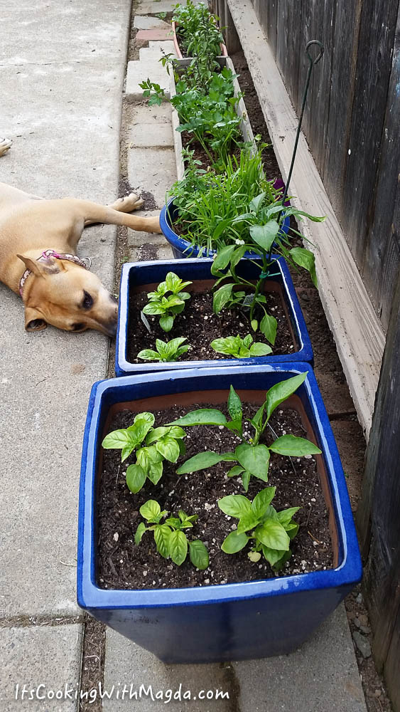herbs in blue planters